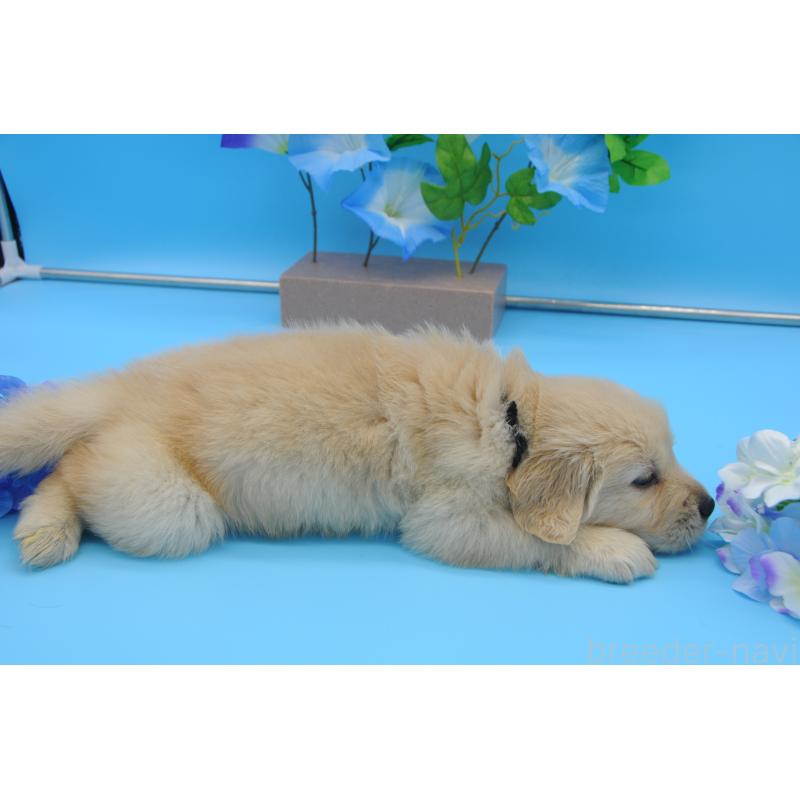 販売中の岡山県のゴールデンドゥードル:ゴールデンレトリーバー×プードル-398300の4枚目